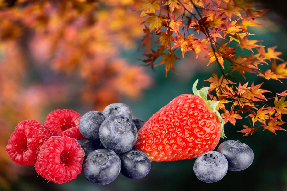 Fruits d'automne : perdez du poids rapidement avec ces variétés insoupçonnées!